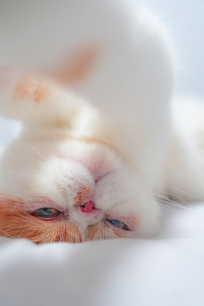 White with orange eyes
